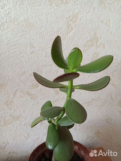 Толстянка (Денежное дерево)