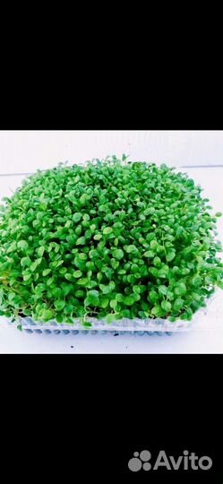 Микрозелень / Витграсс