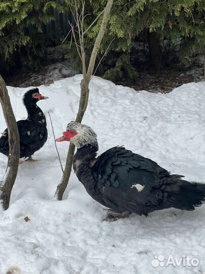 Семья уток, Гусей. Утята гусята цыплята