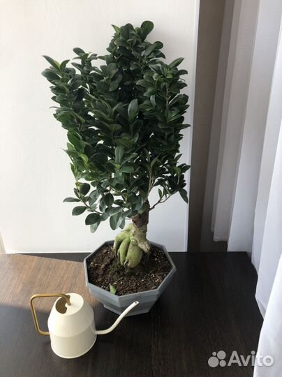 Бонсай фикус гинсенг