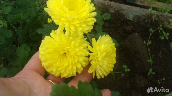 Эхиноцея пурпурная