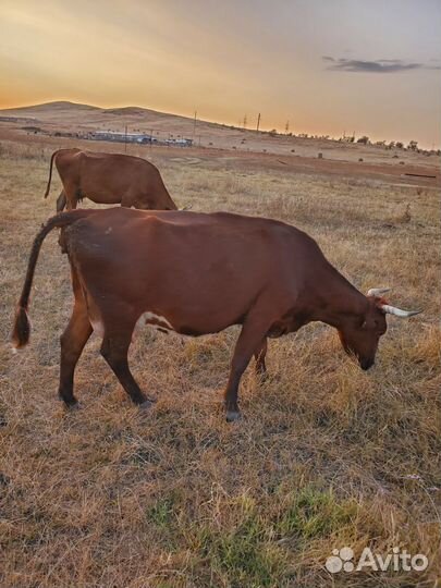 Коровы быки телки