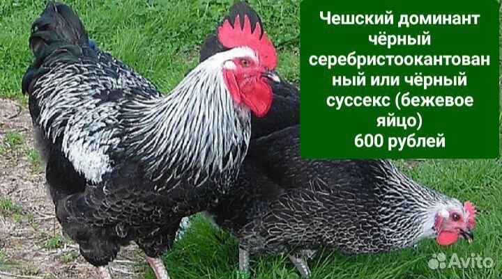 Куры молодки несушки В Утечино 2 км от Н.Новгорода