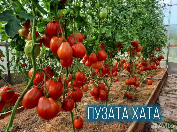 Рассада томатов