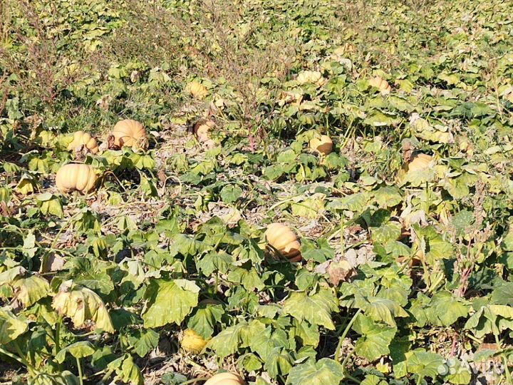 Тыква оптом