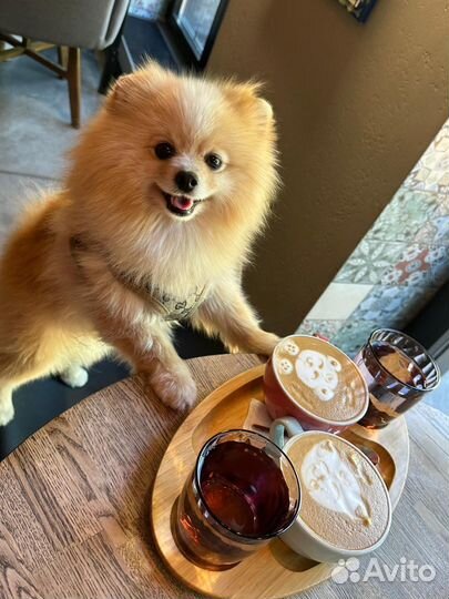 Шпиц на вязку