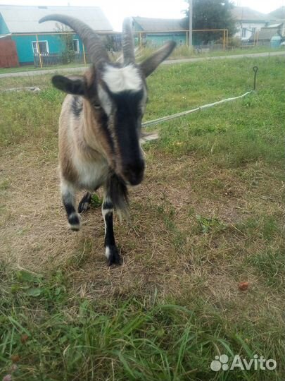 Зааненская дойная коза