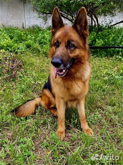 Дрессировка собак, кинолог