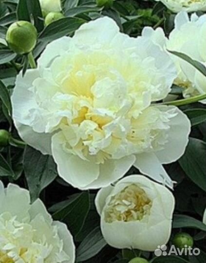 Пион Дюшес де Немур