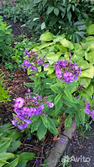 Флоксы многолетние