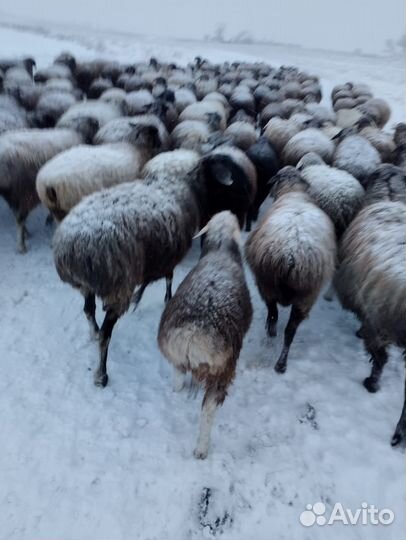 Курдючные бараны и ярочки