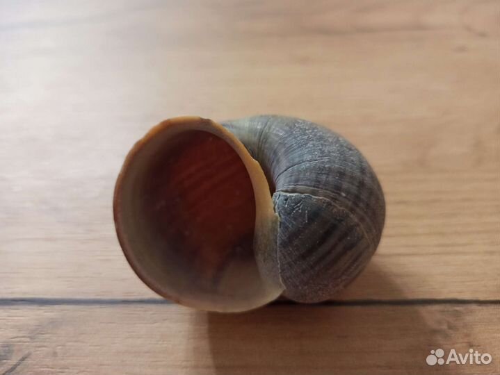 Морская раковина