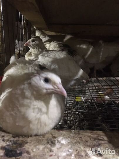 Техасский перепел