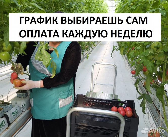 Овощеводы вахта с проживанием