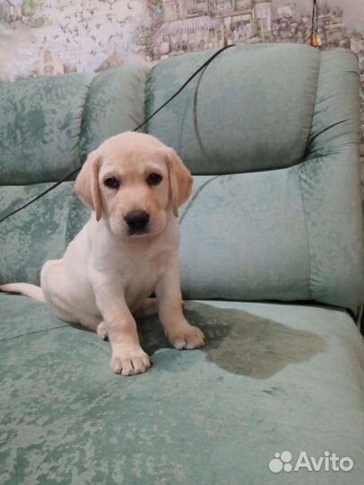 Щенки лабрадора в добрые руки