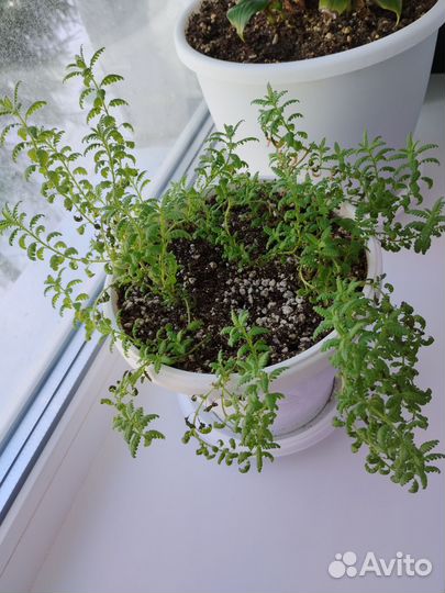 Лаванда комнатная