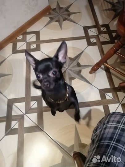 Вязка собак чихуахуа