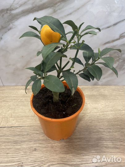 Мандариновое дерево