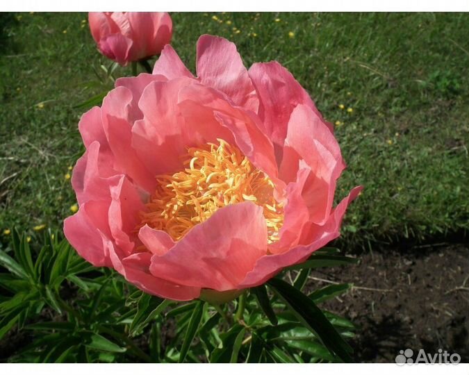 Пион молочноцветковый Coral n Gold