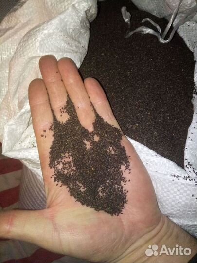 Семена иссопа