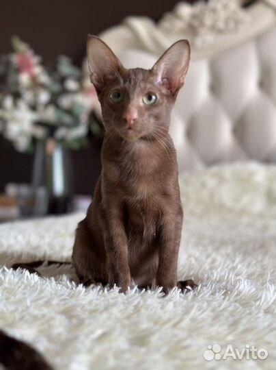 Ориентальные котята