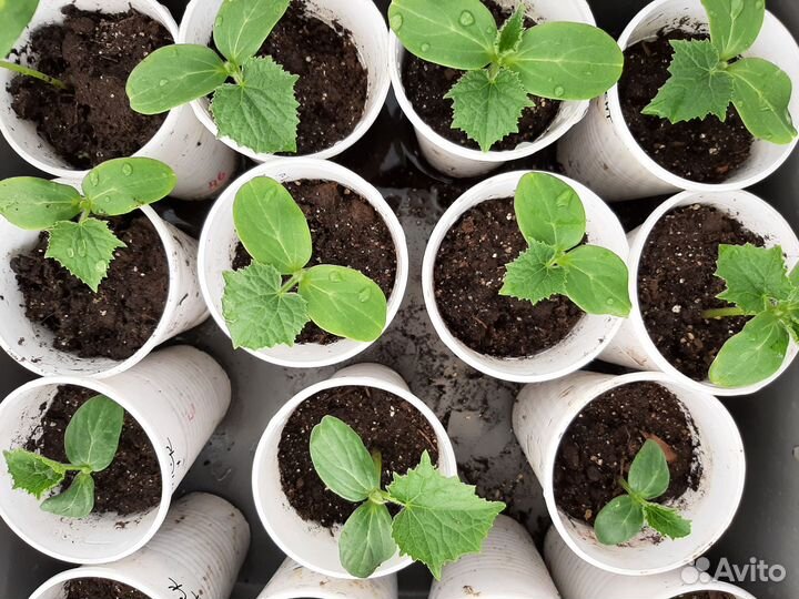 Рассада огурцов