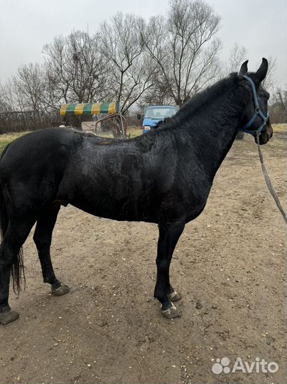 Кабардинский жеребец