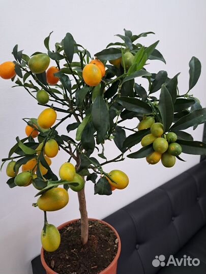 Кумкват с плодами