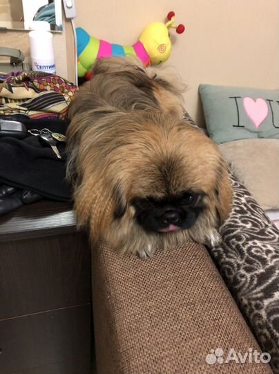 Вязка пекинес