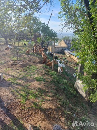 Домашний яйца