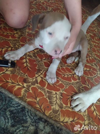 Щенки амстафф