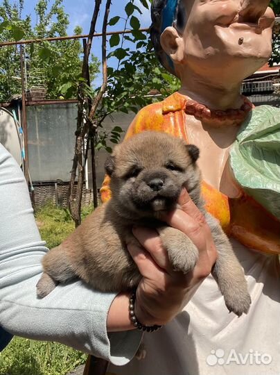 Щенки сиба ину