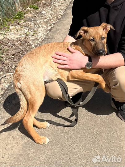 Щенок в хорошие руки