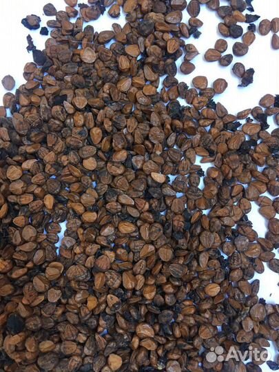 Кизильник семена 2022 500гр