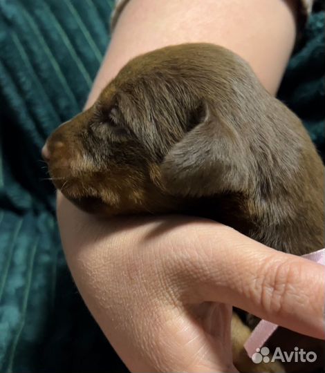 Добермана щенки