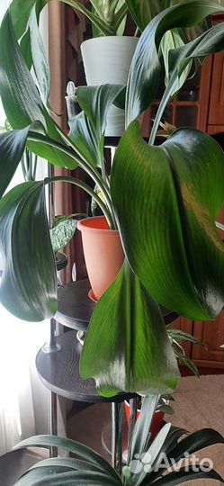 Комнатные растения