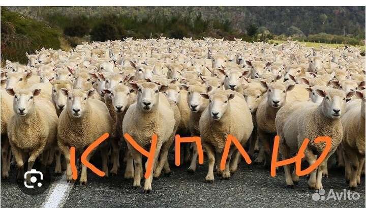 Овцы бараны ягнята оптом