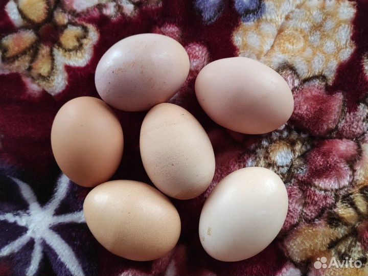 Яйцо домашнее