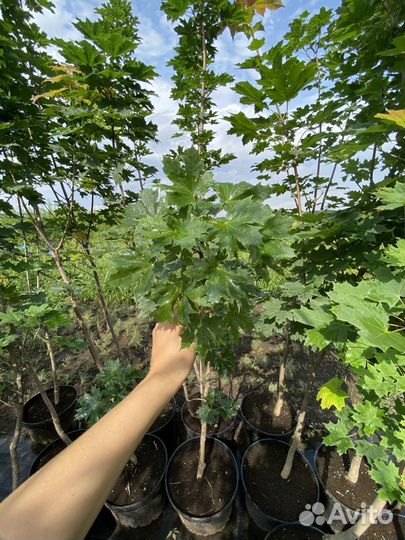 Крупномеры Клен остролистный