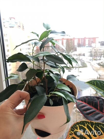 Фикус бенджамина