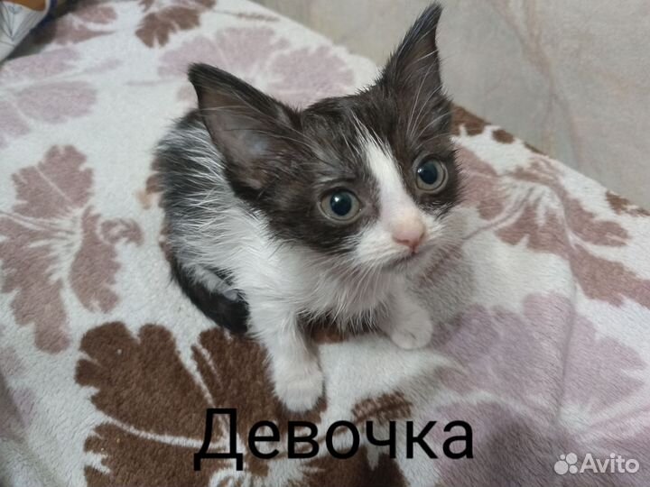 Кошки в добрые руки