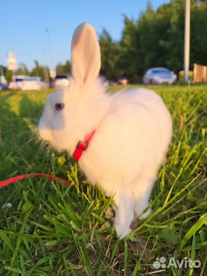 Кролик тедди