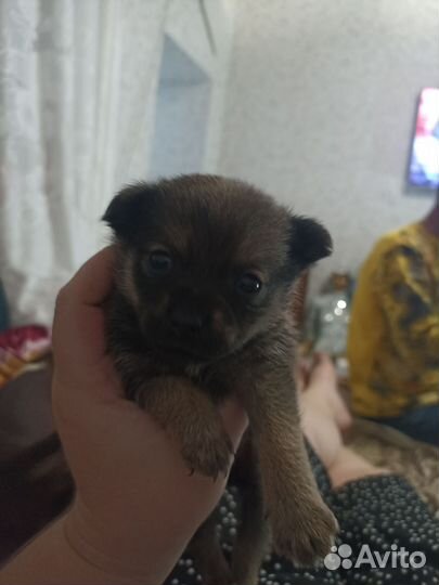 Маленькие щеночки