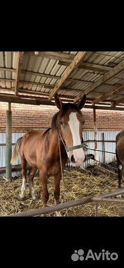 Лошадь Бартер