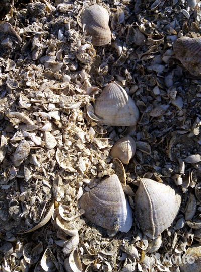 Ракушка кормовая, кальций для птицы