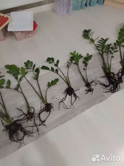 Долларовое дерево.Замиокулькас. деленки