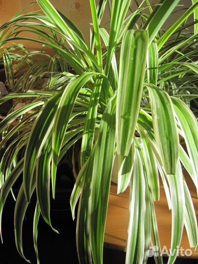 Великолепный хлорофитум - для дома, офиса и дачи