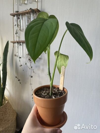 Сингониум макрофиллум