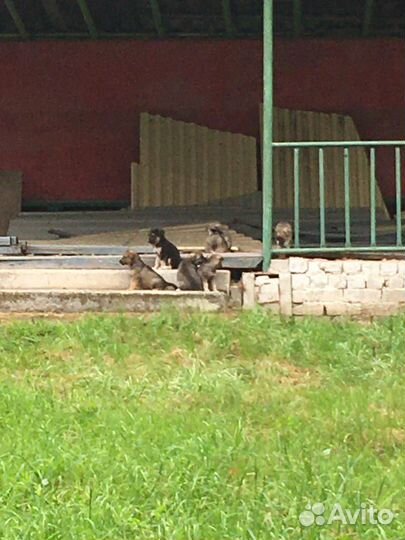 Щенки в дар