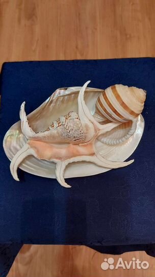 Композиция из морских раковин. Прекрасный подарок